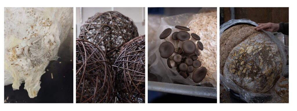 mushrooms